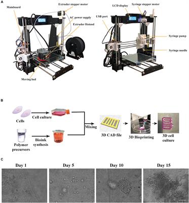 A Custom Ultra-Low-Cost 3D Bioprinter Supports Cell Growth and Differentiation